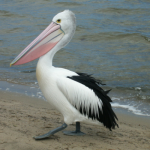 Pelecanus cospicilatus/Australian pelican