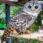 Strix rufipes/Rufous-legged owl