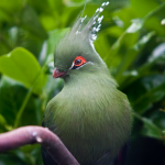 Tauraco schalowi/Schalow's turaco