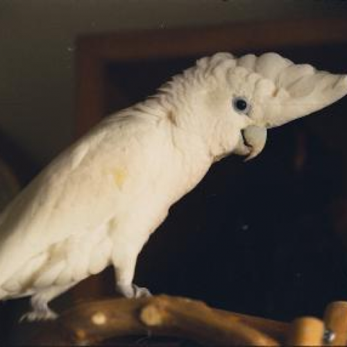 Cacatua ducorpsi/Ducorps's cockatoo