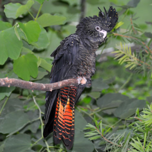 Cacatua - Calyptorhynchus banksi/Red-tailed black cockatoo