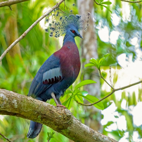 Goura victoria/Victoria crowned pigeon
