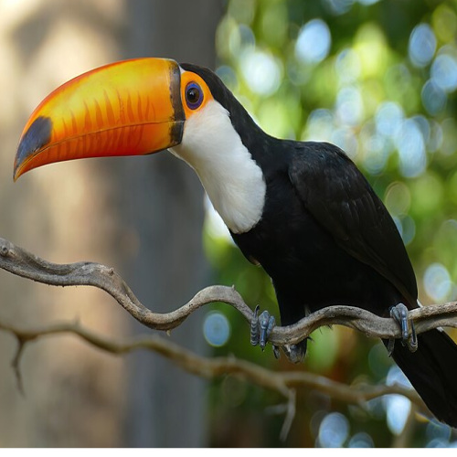 Ramphastos toco/Toco toucan