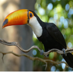 Ramphastos toco/Toco toucan