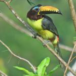 Pteroglossus inscriptus/Lettered aracari