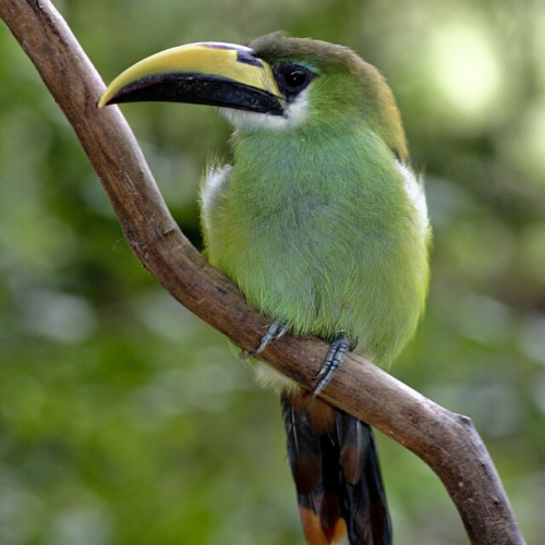 Aulacorynchus prasinus/Emerald toucanet