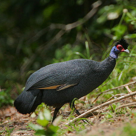 Guttera pucherani/Crested guineafowl