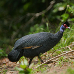Guttera pucherani/Crested guineafowl
