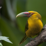 Pteroglossus bailloni/Saffron toucanet