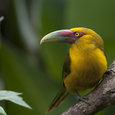 Pteroglossus bailloni/Saffron toucanet