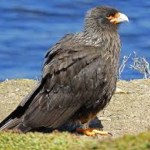 Phalcoboenus australis/Striated caracara