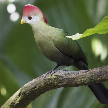 Tauraco erythrolophus/Red-crested turaco