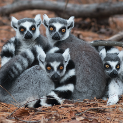 Lemur catta/Ring Tailed Lemur