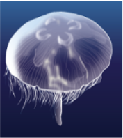 Moon Jellyfis (Aurelia aurita)_Temperate