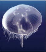 Moon Jellyfis (Aurelia aurita)_Temperate