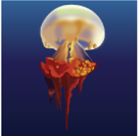 Flame Jellyfish/ Edible Jellyfish/ Bizen Jellyfish (Rhopilema esculentum)_Termperate-Tropical