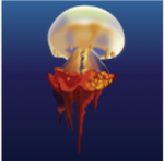 Flame Jellyfish/ Edible Jellyfish/ Bizen Jellyfish (Rhopilema esculentum)_Termperate-Tropical