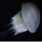 Icicle jellyfish/ Sand colour jellyfish (Rhopilema asamushi)_Temperate - Tropical