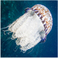 Marbled jellyfish (Lychnorhiza lucerna)_Temperate - Tropical