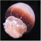 Cannonball jellyfish (Stomolophus meleagris)_Temperate - Tropical
