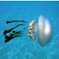 Pink Jellyfish (Rhizostoma luteum)_Temperate