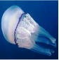 Barrel Jellyfish (Rhizostoma pulmo)_Temperate