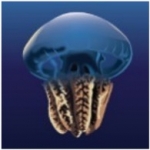 Blue Blubbers/Colour Jellies (Catostylus mosaicus)_Tropical_자연