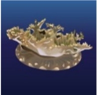 Upsidedown Jellyfish (Cassiopeia sp)_Tropical