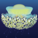 Fried egg jellyfish (Cotylorhiza tubercurata)_Tropical