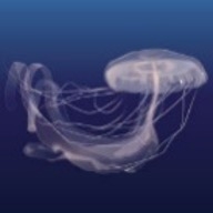Amakusa Jellyfish (Sanderia malayensis)_Temperate