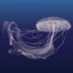 Amakusa Jellyfish (Sanderia malayensis)_Temperate