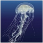 Atlantic sea nettle (Chrysaora quinquecirrha)_Temperate