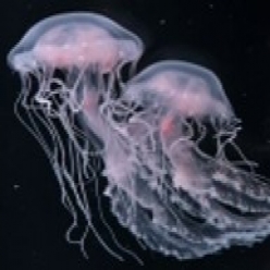 Bay nettle (Chrysaora chesapeakei)_Temperate