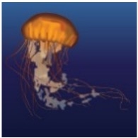 Pacific Sea Nettle (Chrysaora fuscescens)_Cold