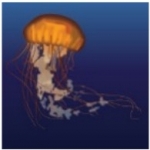 Pacific Sea Nettle (Chrysaora fuscescens)_Cold