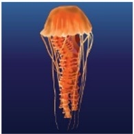 Black Sea Nettle (Chrysaora achlyos)_Temperate