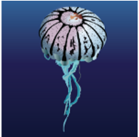 Purple Striped Jellyfish (Chrysaora colorata)_Cold-Temperate