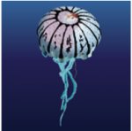 Purple Striped Jellyfish (Chrysaora colorata)_Cold-Temperate