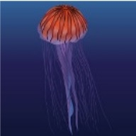 Japanese sea nettle (Chrysaora pacifica)_Cold-Temperate