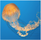 South American sea nettle (Chrysaora plocamia)_Cold-Temperate