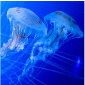 Brazilian sea nettle (Chrysaora lactea)_Temperate