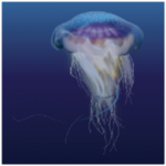 Blue Jellyfish (Cyanea lamarckii)_Cold
