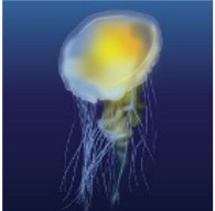 Egg Yolk Jellyfish (Phacellophora camtschatica)_Cold