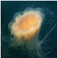 Lion's mane jellyfish (Cyanea capillatai)_Cold