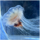Dwarf Lion's mane jellyfish (Cyanea versicollor)_Temperate