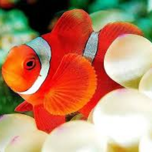 Spinecheek anemonefish (Amphiprion biaculeatus)