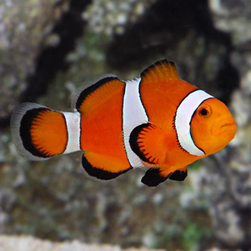 Orange clownfish (Amphiprion percula)