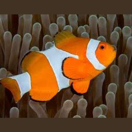 Anemone Demoiselle (Amphiprion ocellaris)