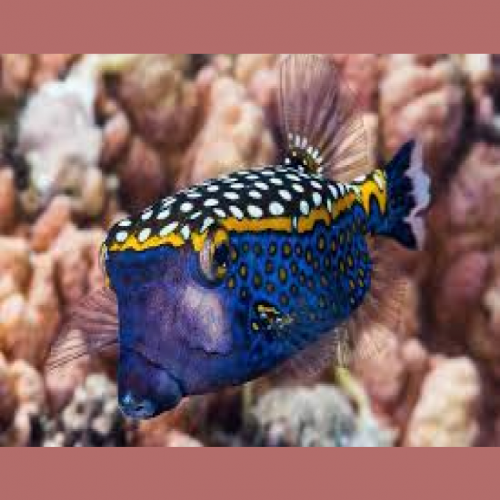 White-spotted boxfish (Ostracion meleagris)