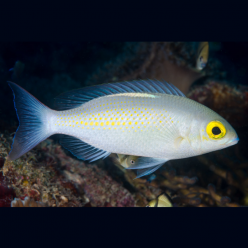 Saw-jawed monocle bream (Scolopsis ciliata)